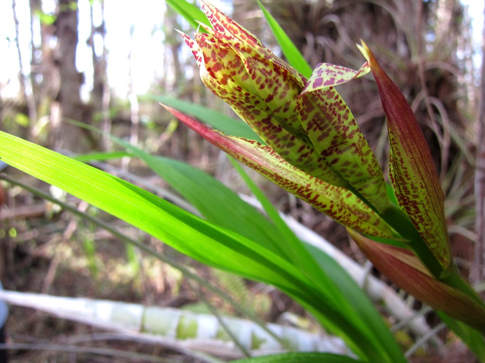 Cowhorn Orchid about to bloom
