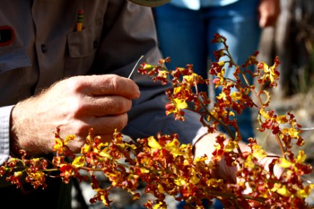 Pollinating Cowhorn Orchid