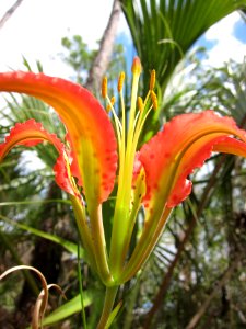 Tiger Lily photo