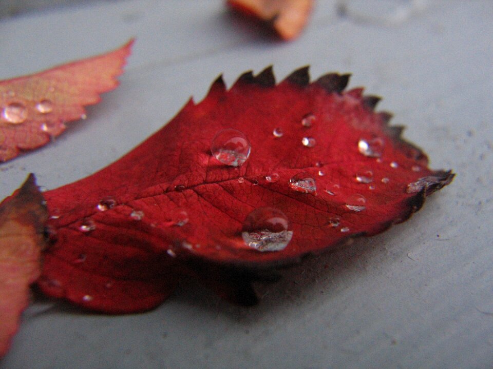 Drop macro red