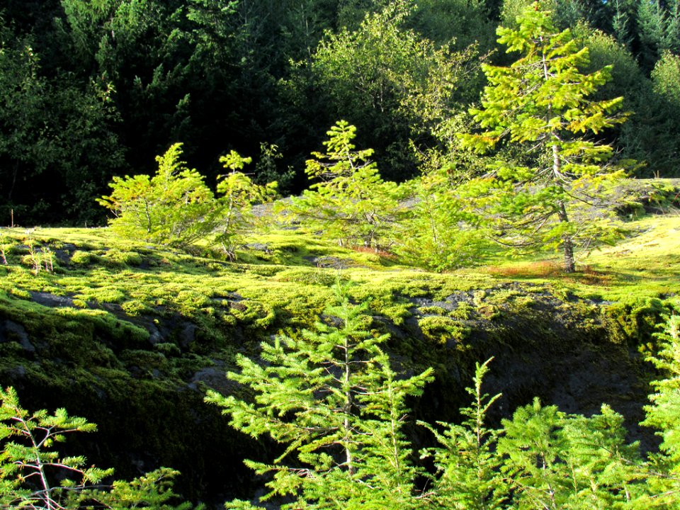 Lava Canyon Trail at Mt. St. Helens NM in WA