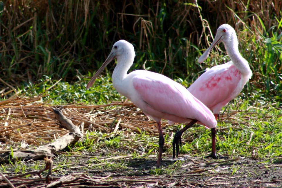 Roseatte Spoonbill