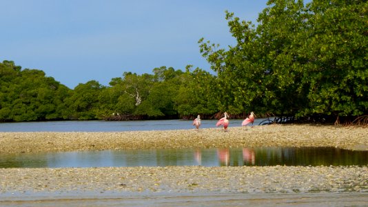 Roseatte Spoonbills in EVER