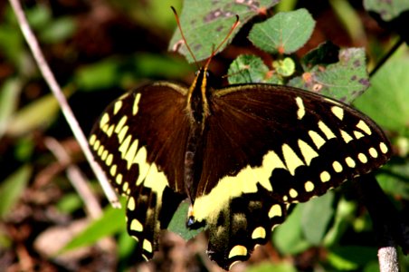 Palamedes Swallowtail photo