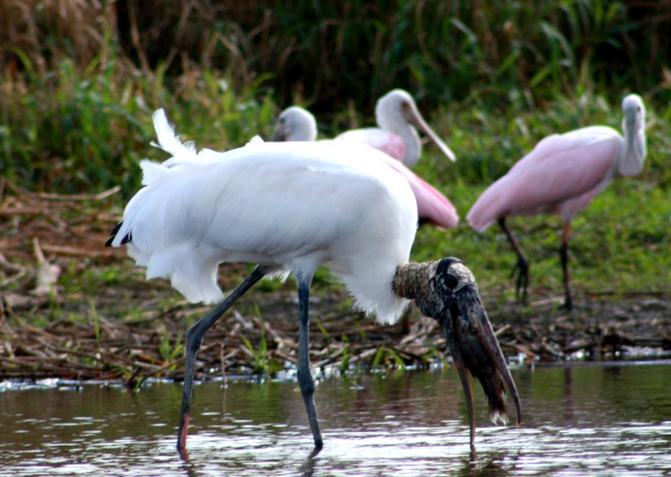 Woodstorks and Roseatte Spoonbills