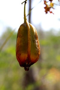 Cowhorn Orchid seedpod