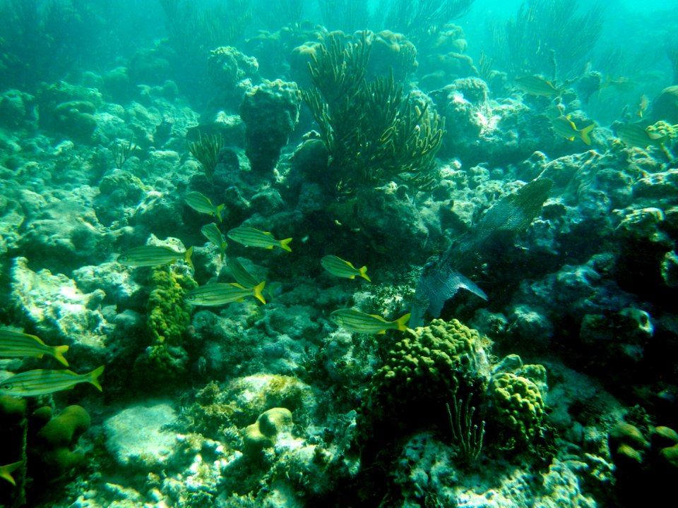 Coral Reef at Dry Tortugas National Park