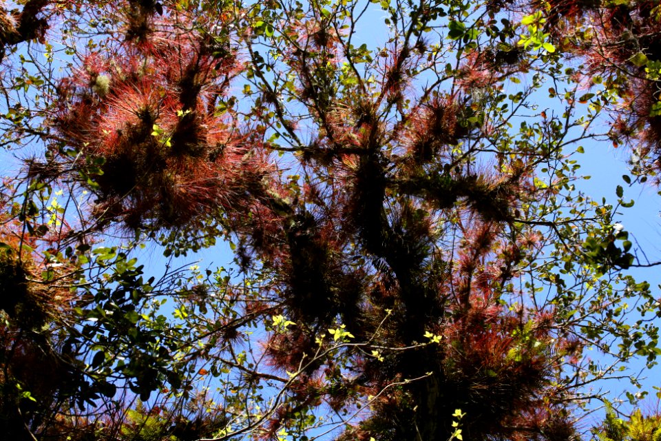 Wild Pine Bromeliads