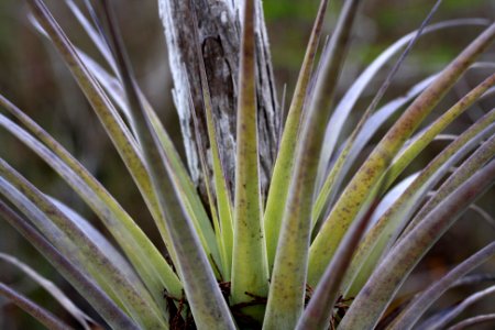 Airplant photo