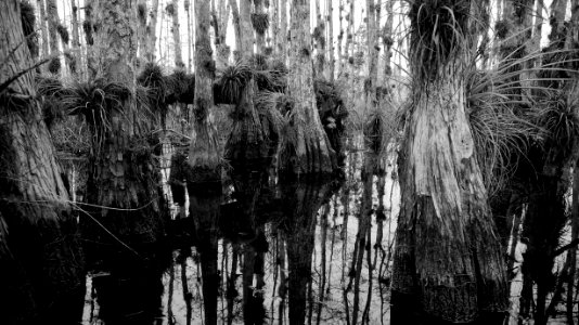 Reflection in a swamp