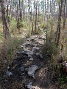 Florida Trail N of Oasis