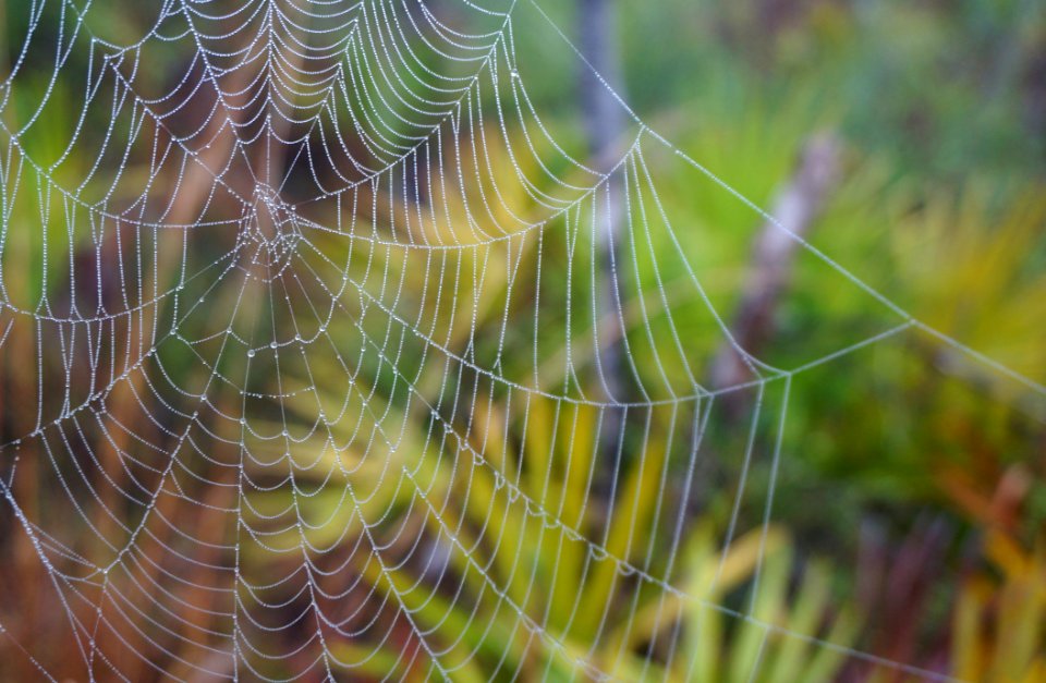 Spiderweb