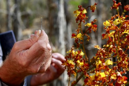 Pollinating Cowhorn Orchid