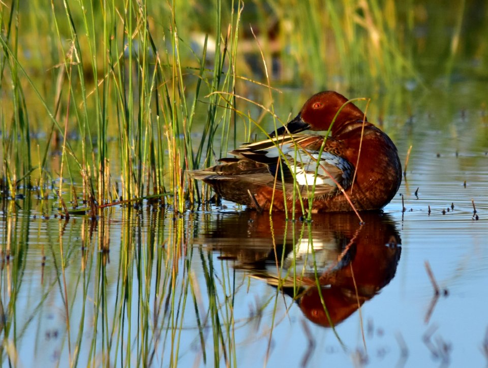 Cinnamon teal at Seedskadee National Wildlife Refuge