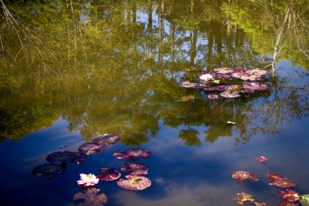 Water lily