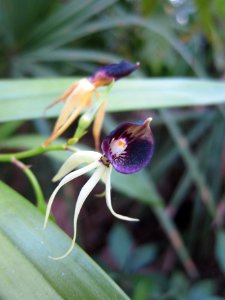 Clamshell Orchid