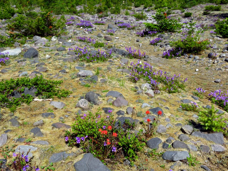 Wildflowers at Lahar Viewpoint at Mt. St. Helens NM in Washington