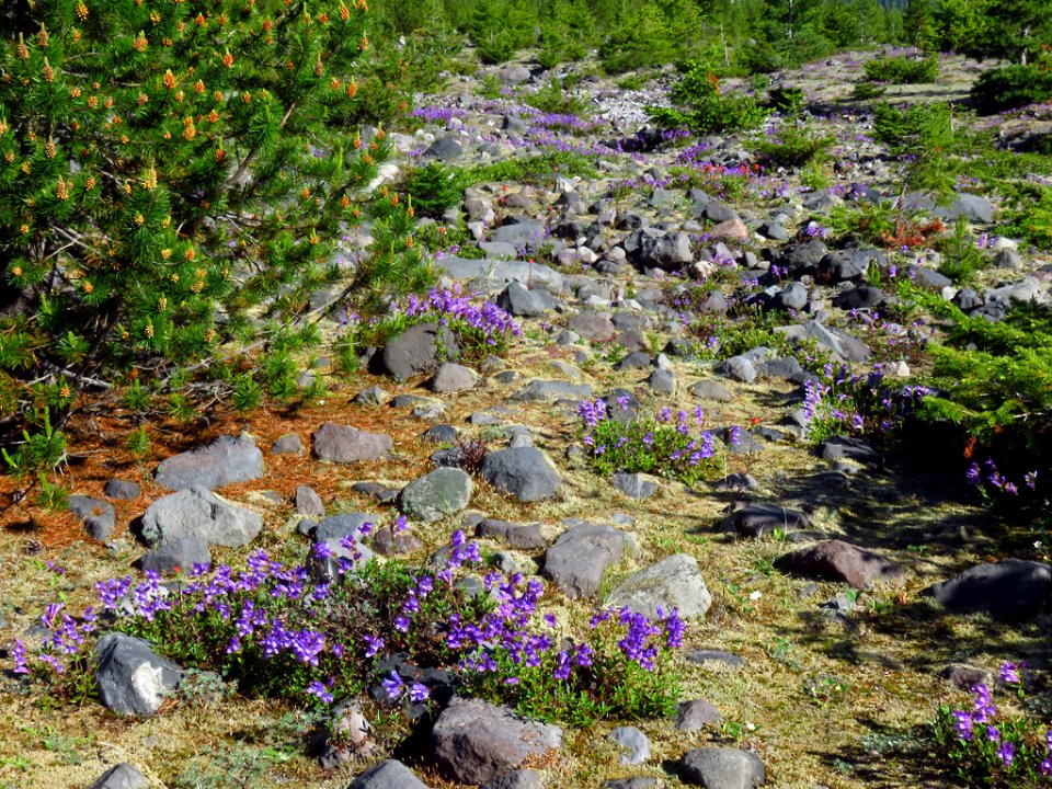 Wildflowers at Lahar Viewpoint at Mt. St. Helens NM in Washington