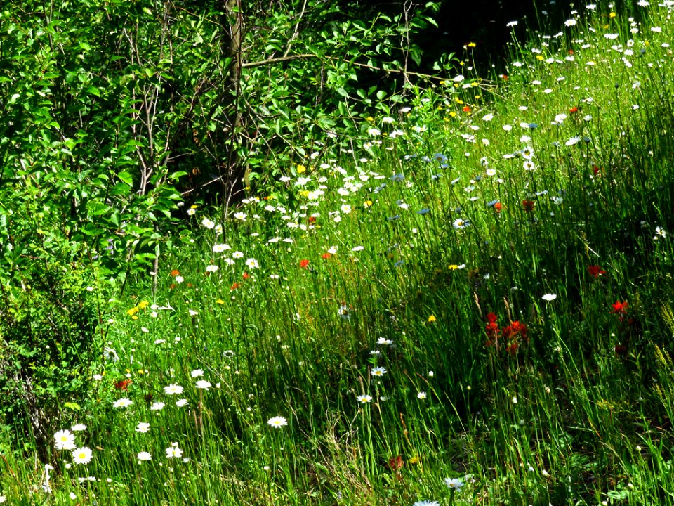 Wildflowers on Coldwater Lake Trail at Mt. St. Helens NM in Washington