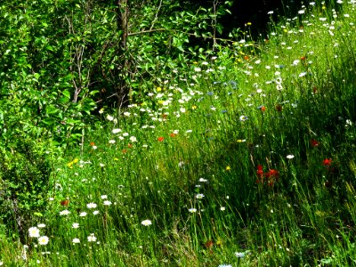 Wildflowers on Coldwater Lake Trail at Mt. St. Helens NM in Washington