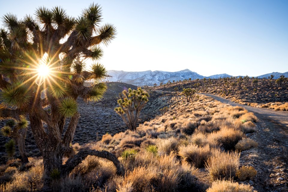 Road into Conglomerate Mesa and Inyo Mountain Wilderness