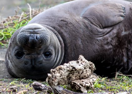 Elephant Seal in the King Range