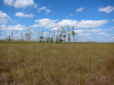 Prairie