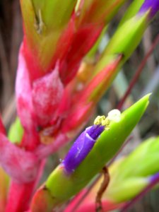 Cardinal Airplant Flowers