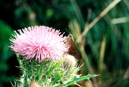 Bull Thistle