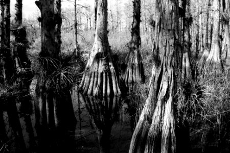 Cypress Trees