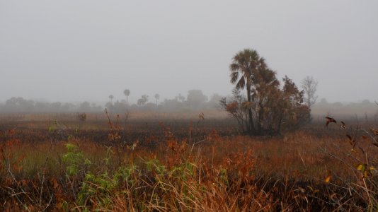 Foggy Morning in a Burned Area photo