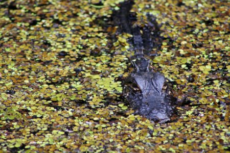 gator in the weeds photo