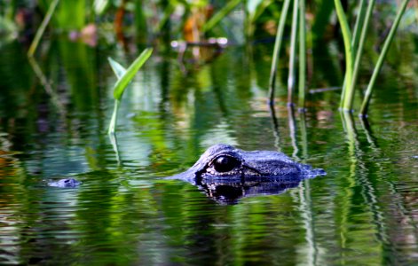 gator eye photo