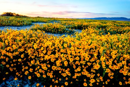 Carrizo Plain National Monument