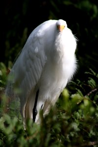 great egret photo