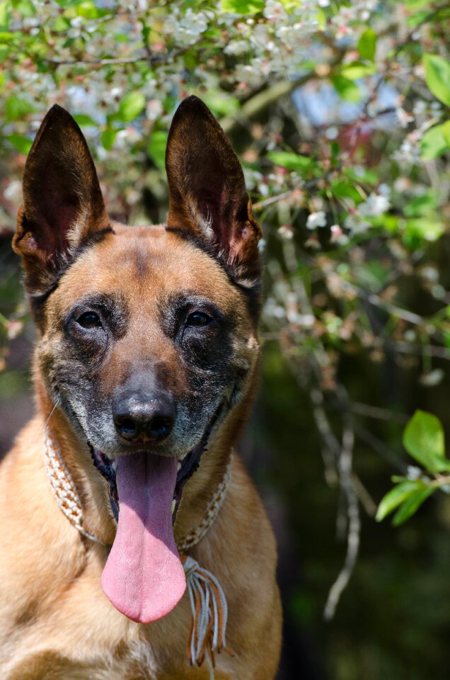 Malinois schäfer dog spring