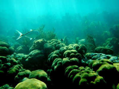 DSCN9207Coral Reef at Dry Tortugas National Park