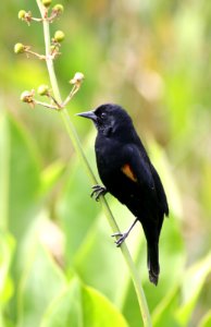 Red-winged Blackbird