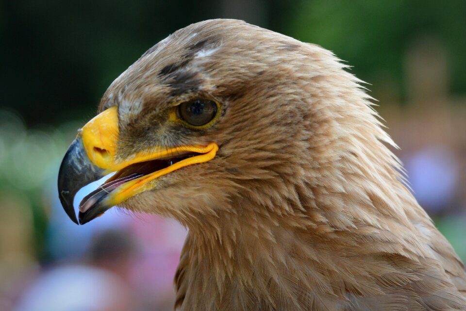 Bird of prey babu beak