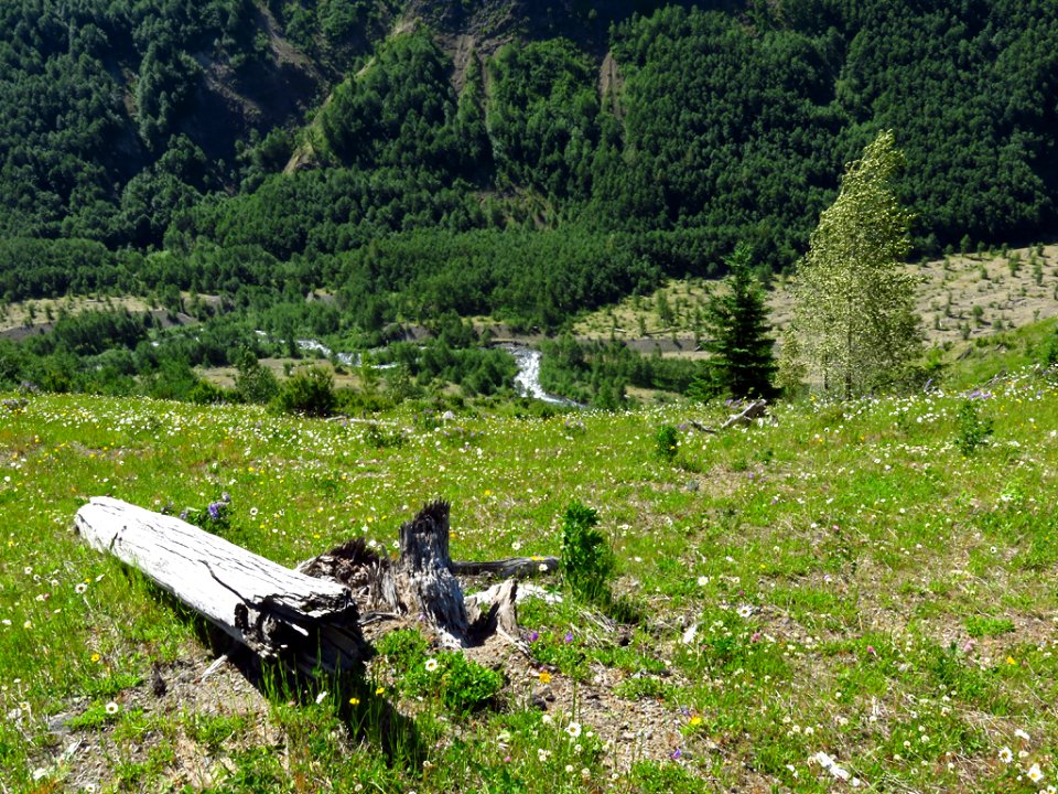 Coldwater Lake Trail at Mt. St. Helens NM in Washington