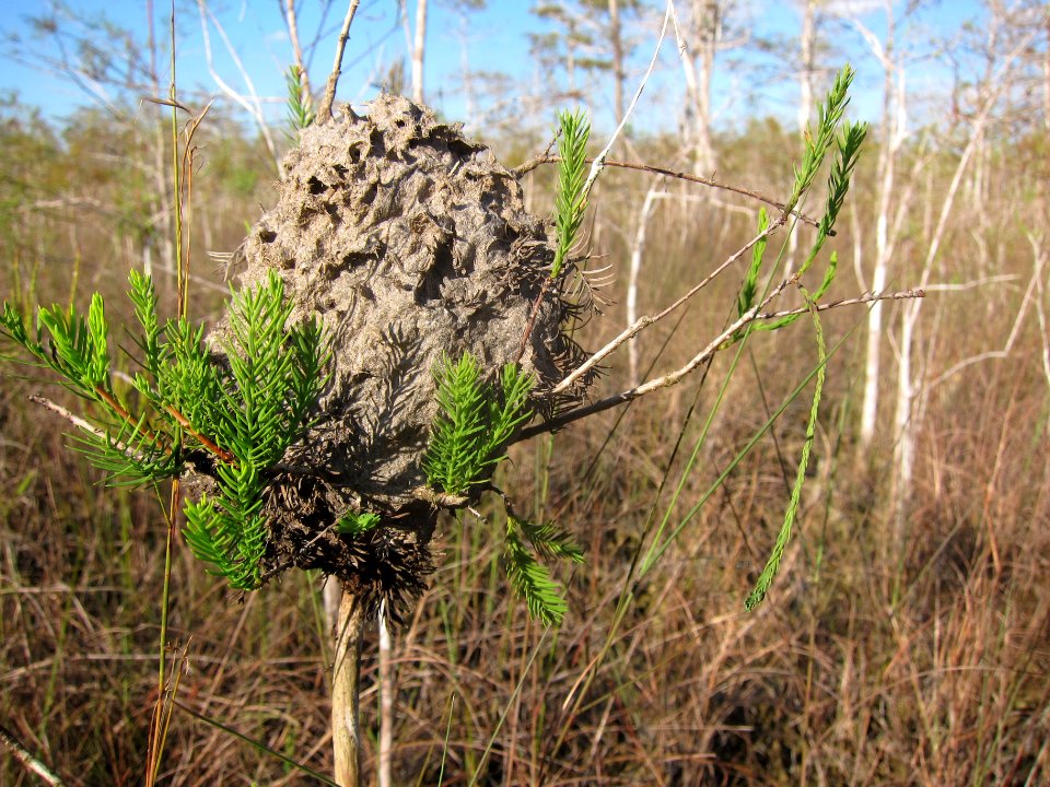 acrobat ant nest