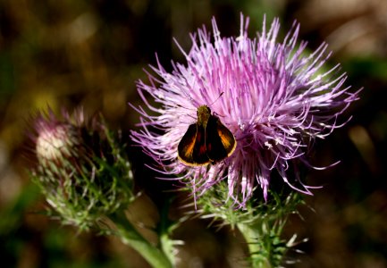 Skipper on Bull Thistle