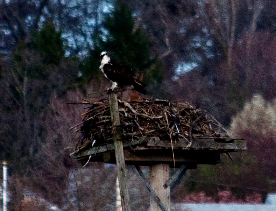 Osprey