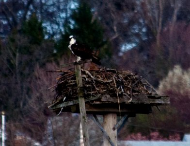 Osprey