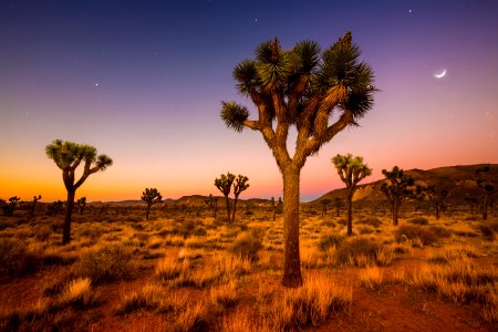 Joshua Trees in the California Desert photo