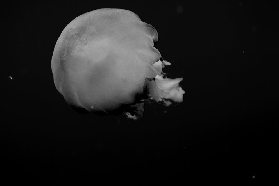 Jellyfish