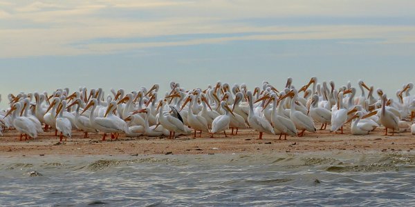 White Pelicans on Indian Key in EVER