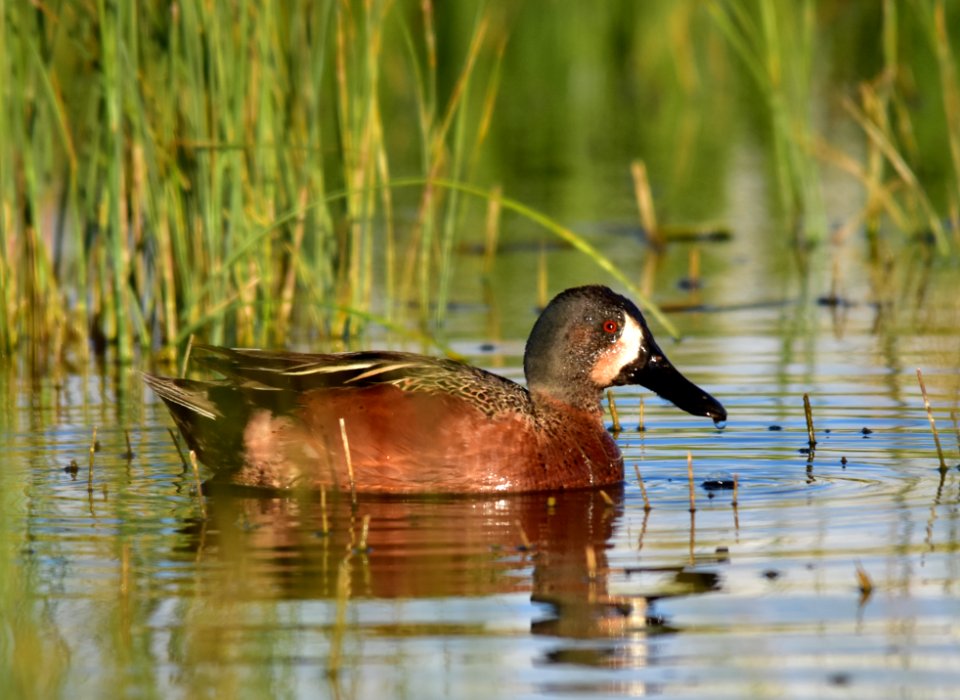 Cinnamon X blue-winged teal cross at Seedskadee National Wildlife Refuge