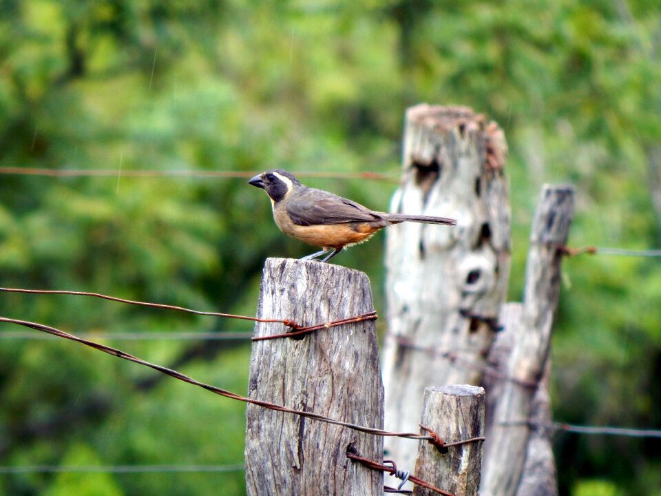 Bird canguçu rio grande do sul