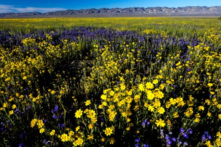 Carrizo Plain National Monument photo